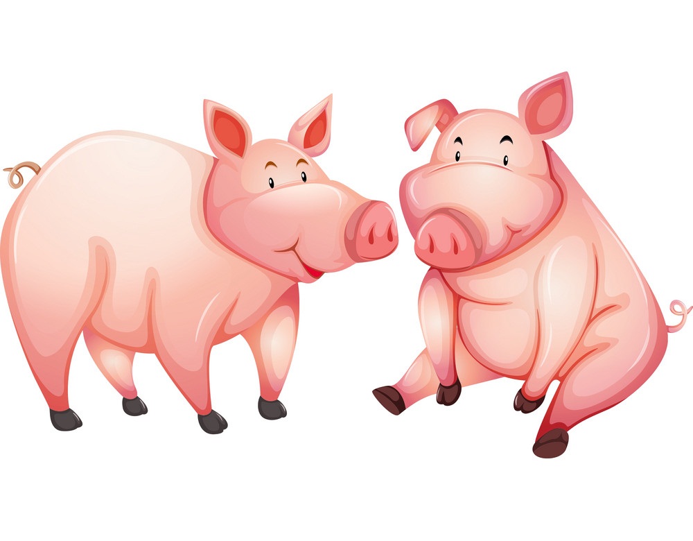 2 つの太った豚のイラスト イラスト