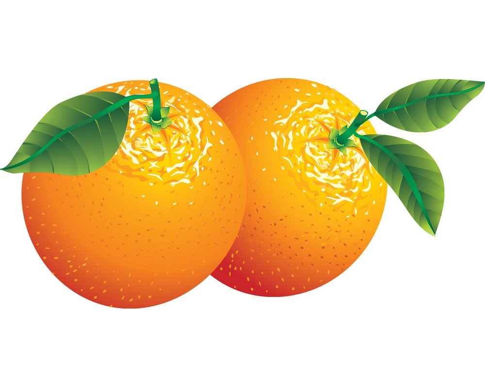 2つのオレンジのイラスト イラスト