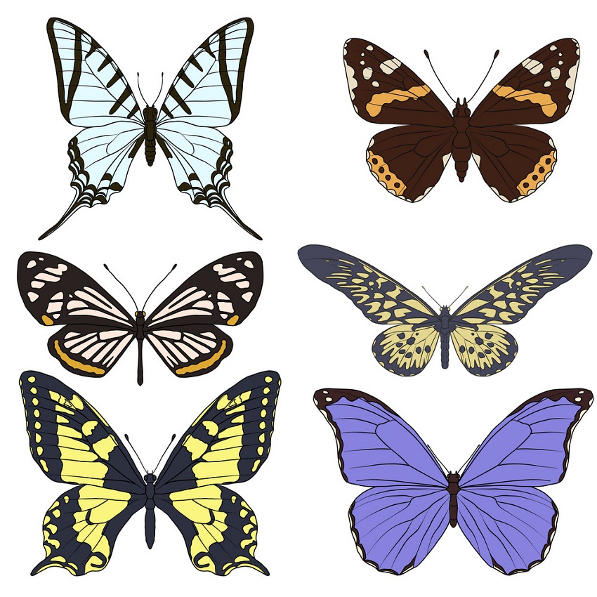 6 匹の蝶のイラストのセット イラスト
