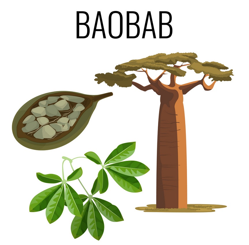 アフリカのバオバブと種子のある果物を示します イラスト