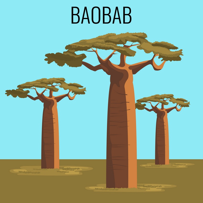 アフリカのバオバブの木のイラスト