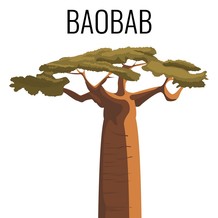 アフリカのバオバブの木のイラスト イラスト