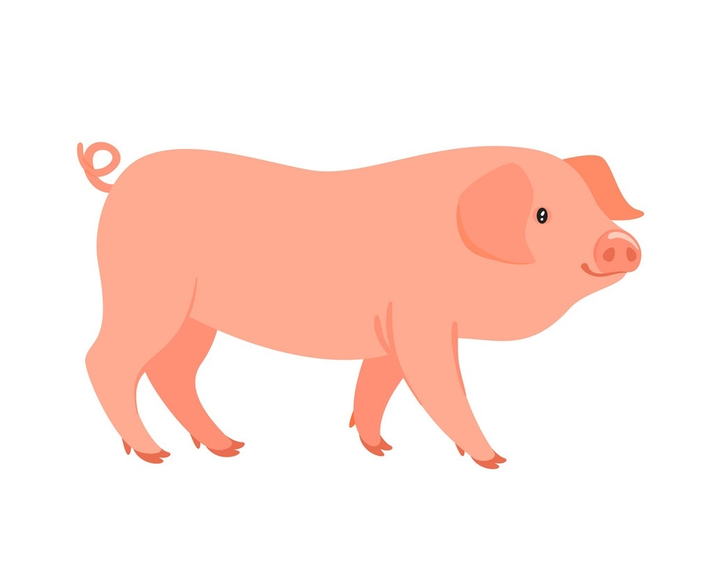 赤ちゃん農場の豚のイラスト イラスト