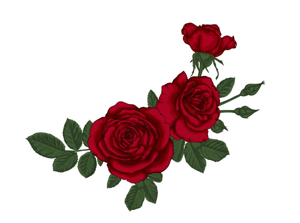 赤いバラと葉のイラストが美しい花束 イラスト