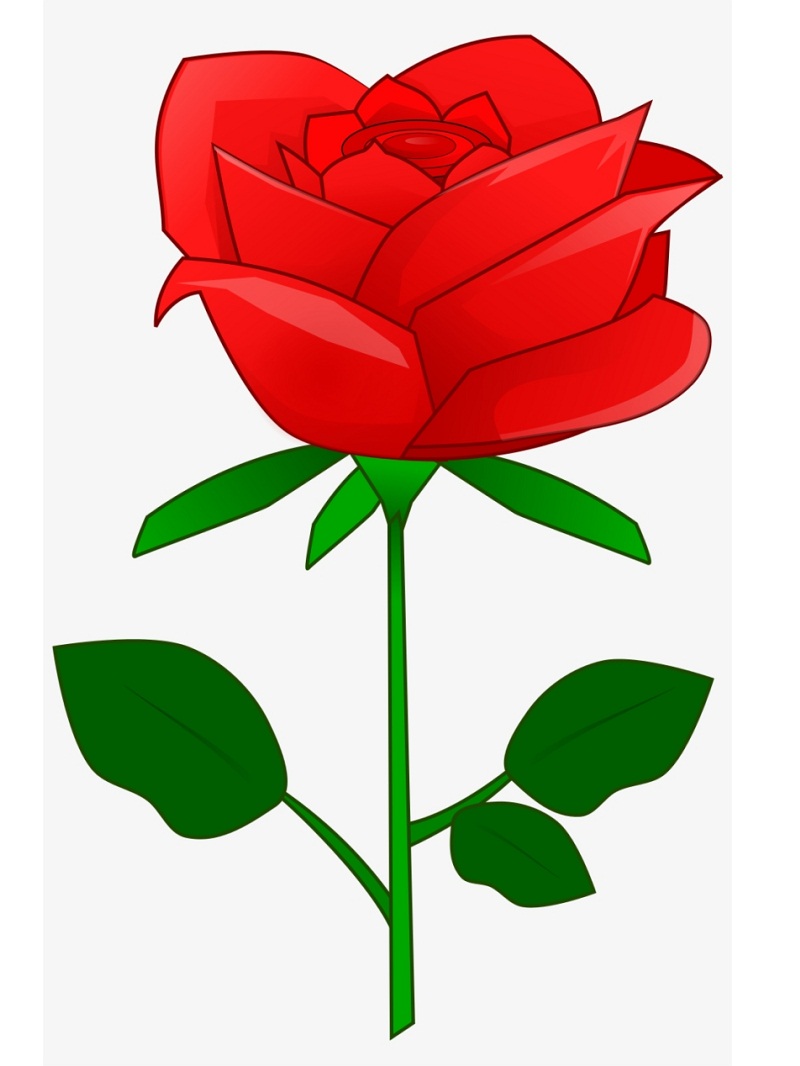 赤いバラの花のイラスト イラスト