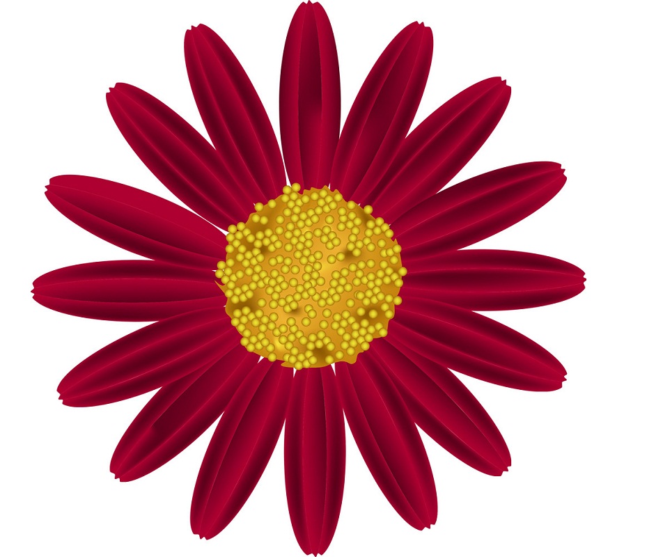 赤いデイジーの花のイラスト
