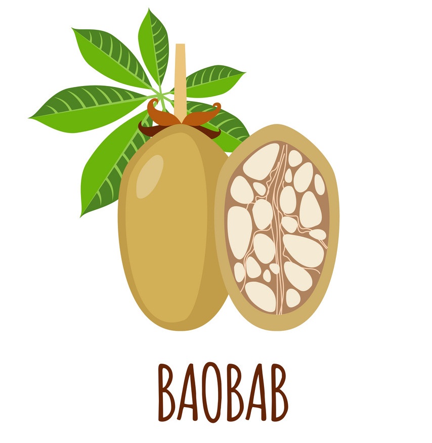 バオバブの果実のイラスト イラスト