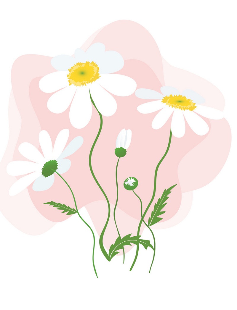 デイジーの花のイラスト イラスト