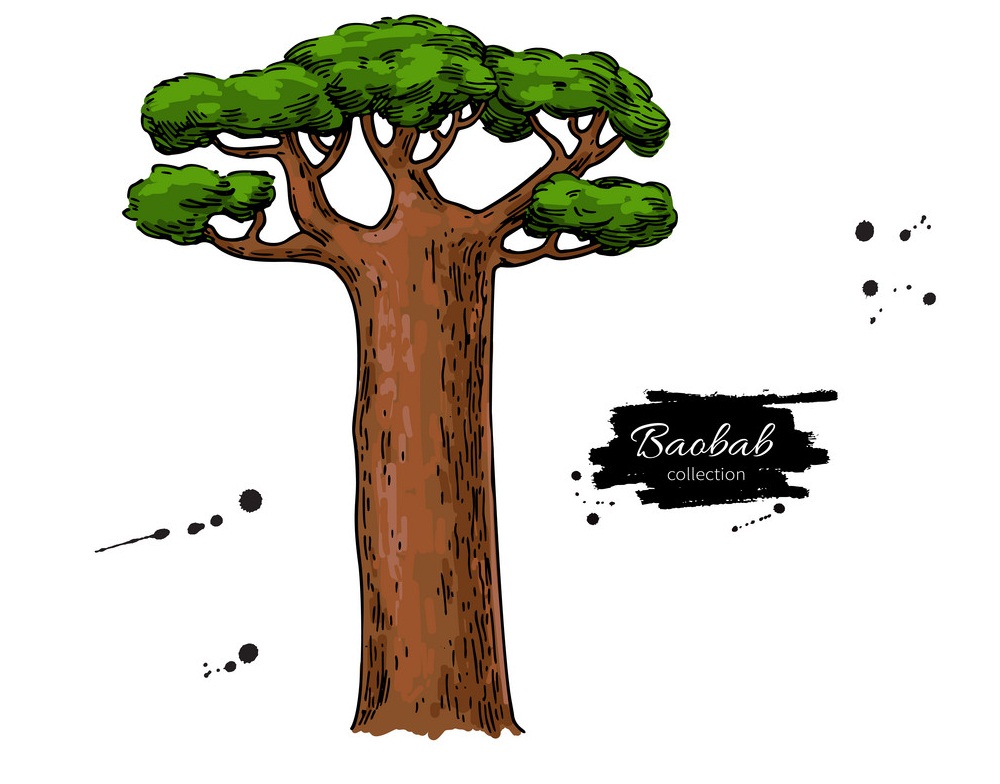 イラストバオバブの木の描画
