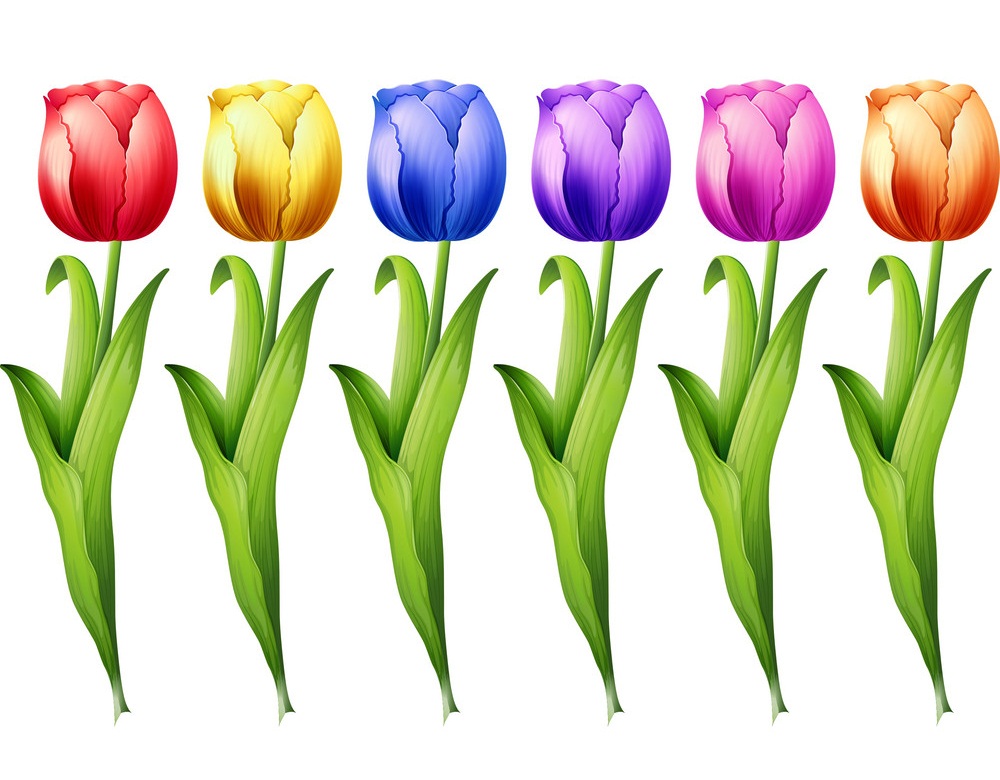 カラフルなチューリップの花セット イラスト イラスト