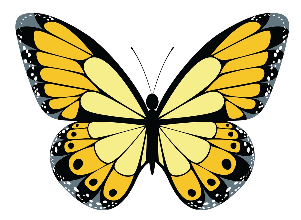 黄色い蝶のイラスト イラスト