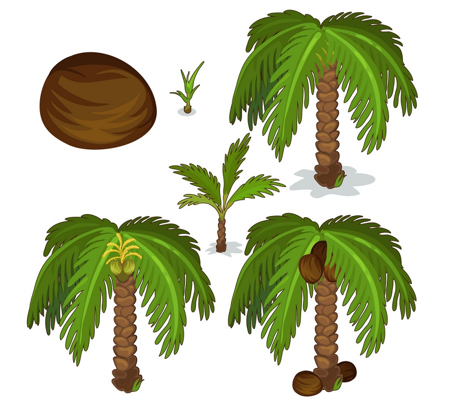 ココヤシの植栽と栽培のイラスト イラスト