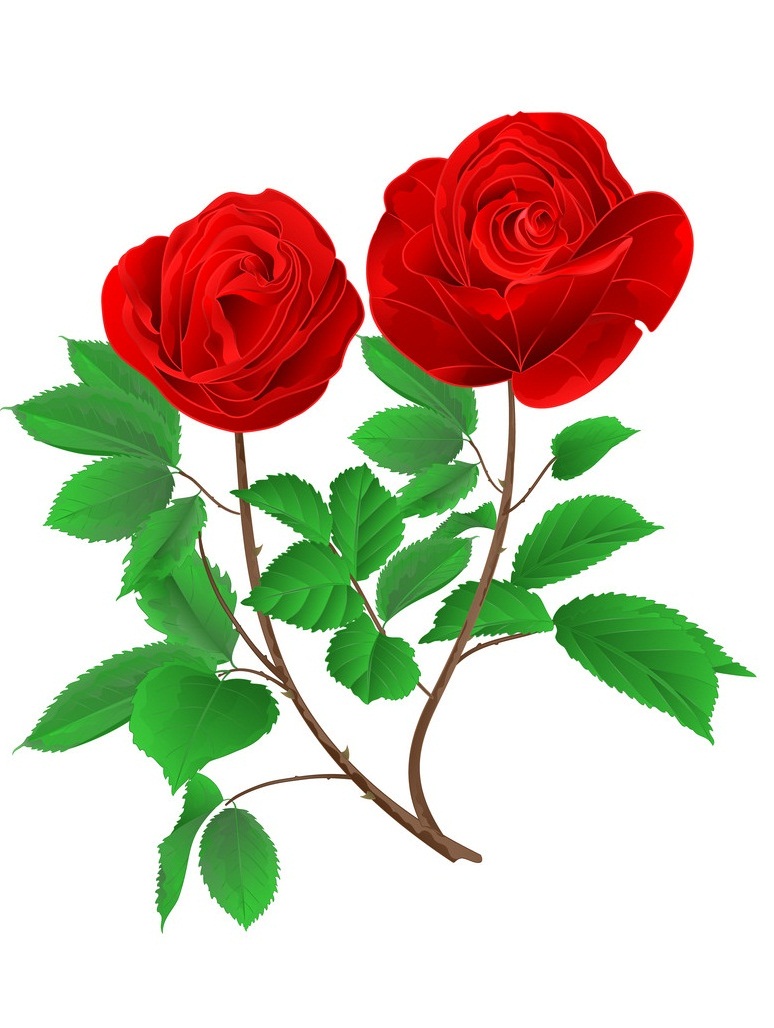 茎のつぼみの葉と赤いバラのヴィンテージのイラスト イラスト
