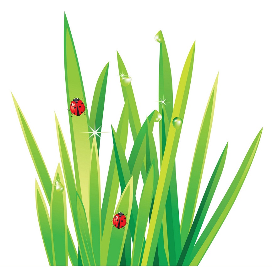 草とてんとう虫のイラスト イラスト