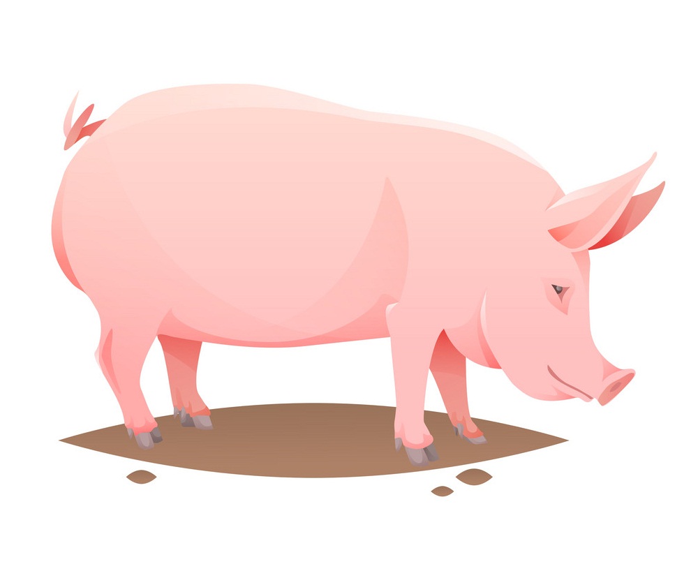 農場の豚のイラスト イラスト