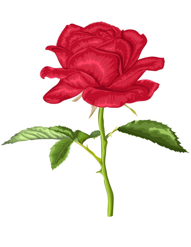 長い茎と葉を持つ美しい赤いバラのイラスト イラスト