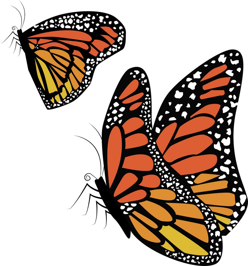 二匹の蝶のイラスト イラスト