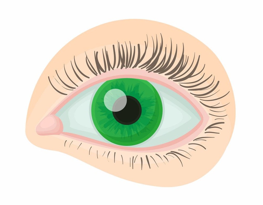 人間の緑の目のイラスト イラスト