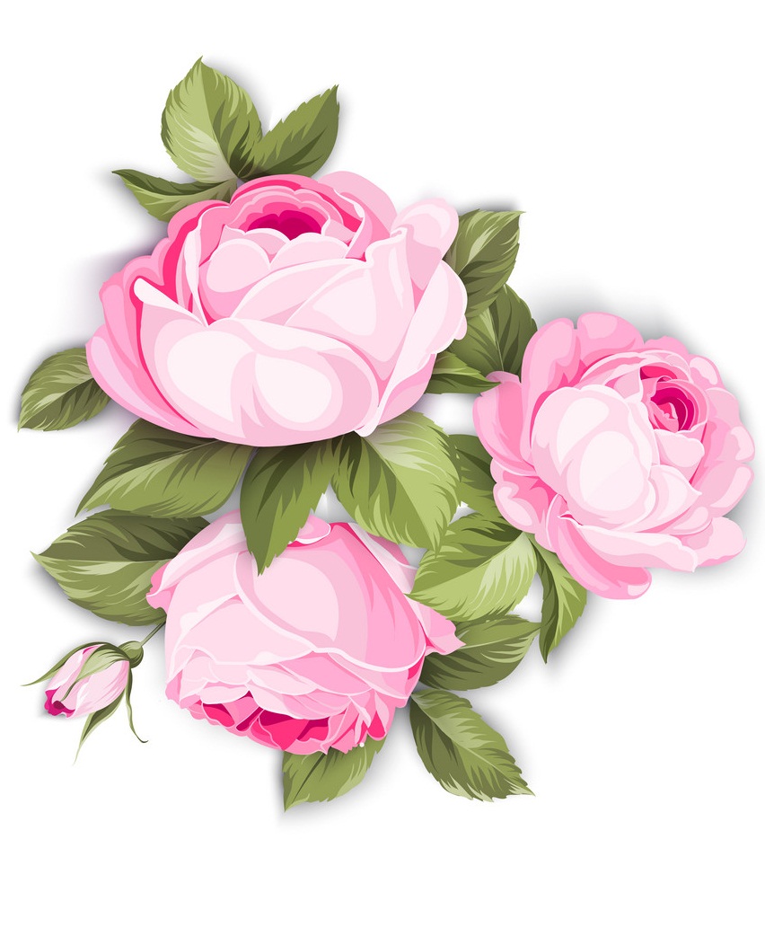ピンクに咲くバラのイラスト イラスト