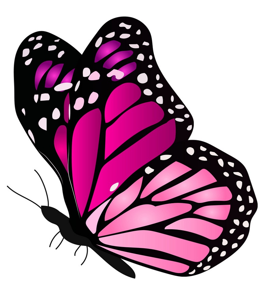 ピンクの蝶のイラスト