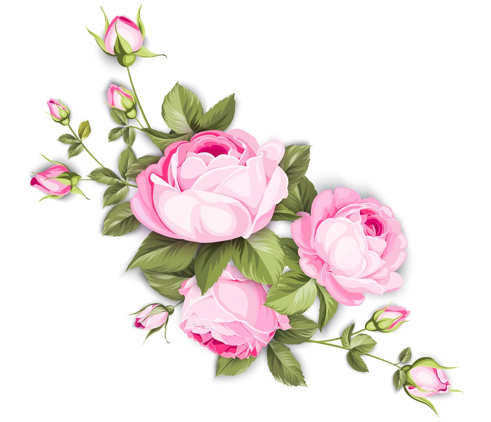 ピンクのバラのイラスト イラスト