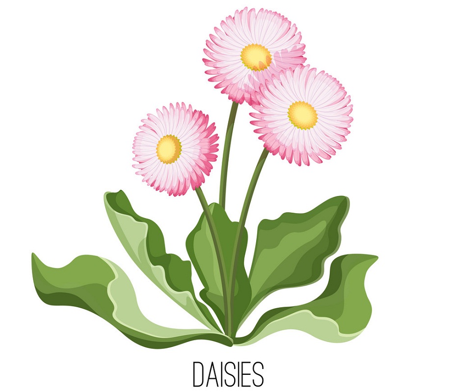 リアルなピンクのデイジーの花のイラスト イラスト