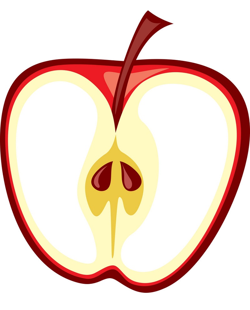 リンゴの半分のイラスト イラスト