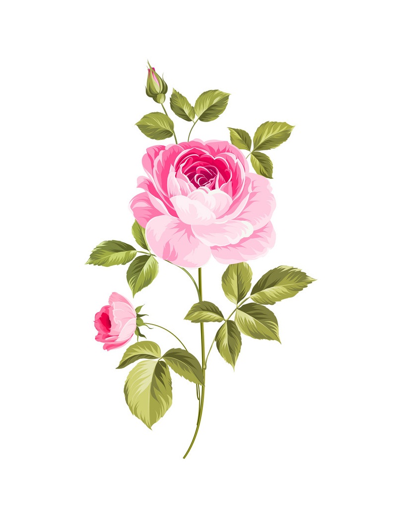 咲くバラのイラスト イラスト