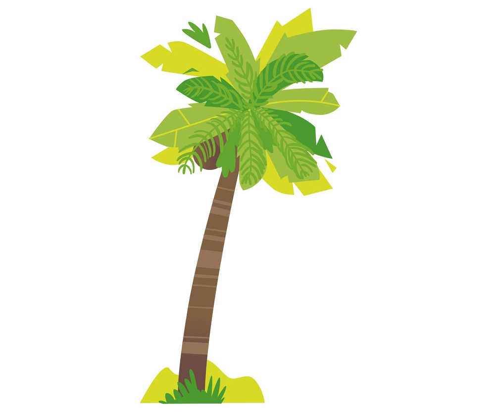 背の高いココナッツの木のイラスト イラスト