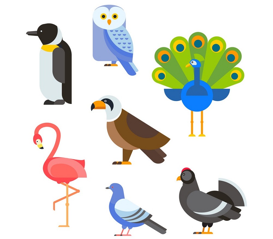鳥の種類のイラスト イラスト