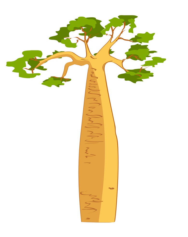 美しいバオバブの木をイラストします イラスト