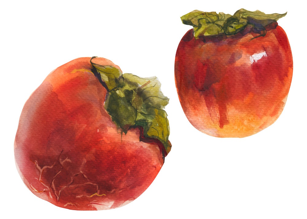 2 つの赤い柿を図示します イラスト