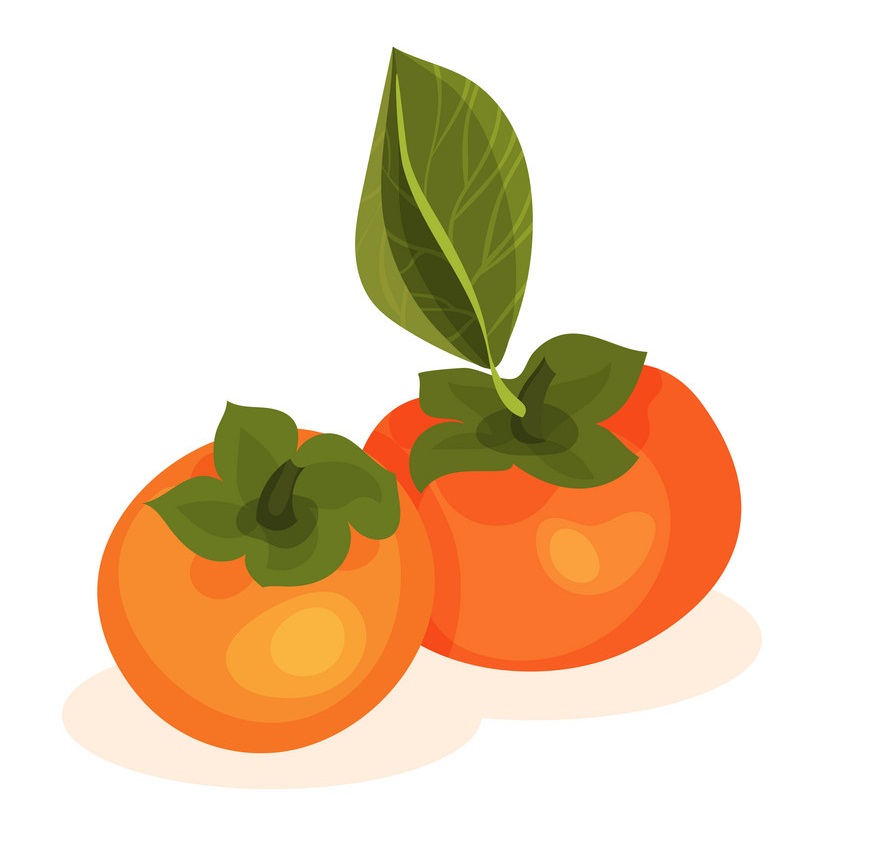 2 つの柿のイラスト イラスト