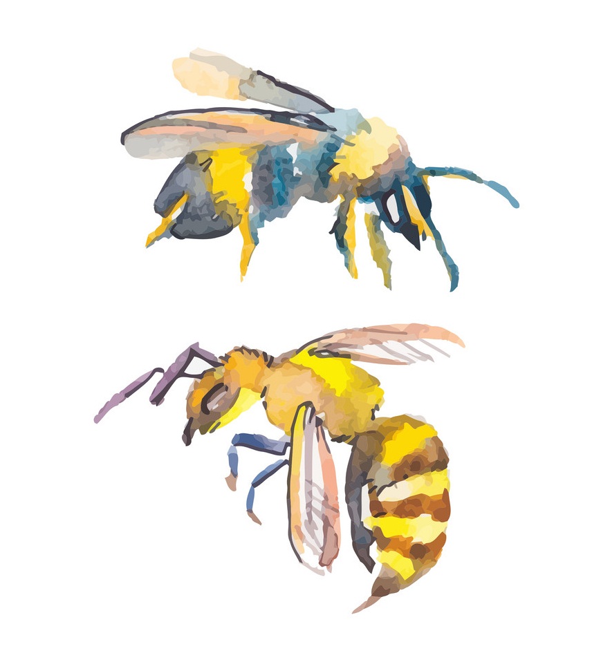 2 つの水彩蜂のイラスト イラスト