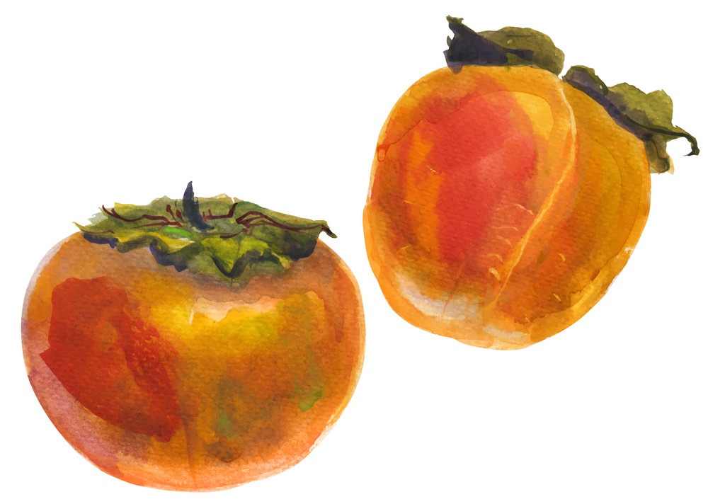 2 つの水彩柿を示します イラスト