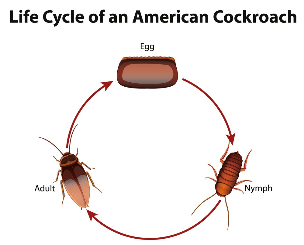 アメリカゴキブリのライフサイクルを示す