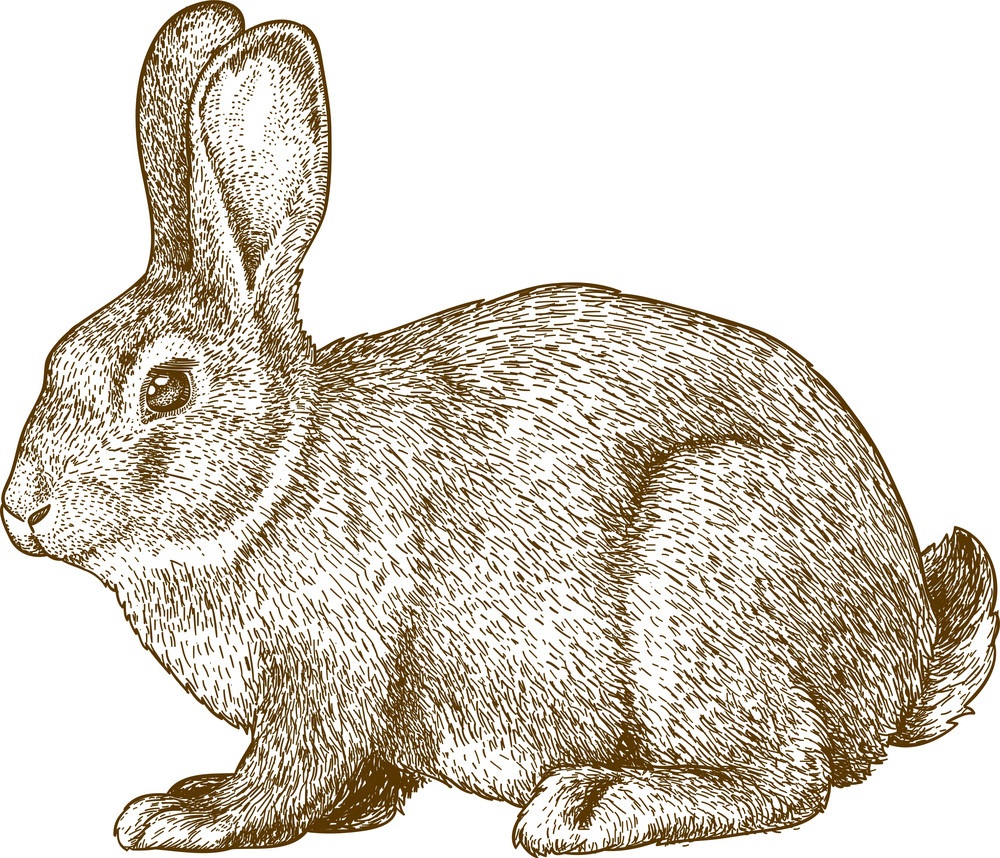 彫刻ウサギのイラスト イラスト