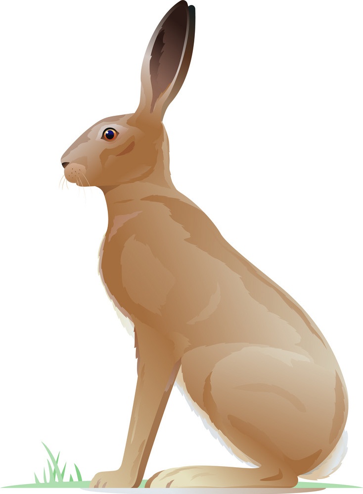 茶色のウサギのイラスト イラスト
