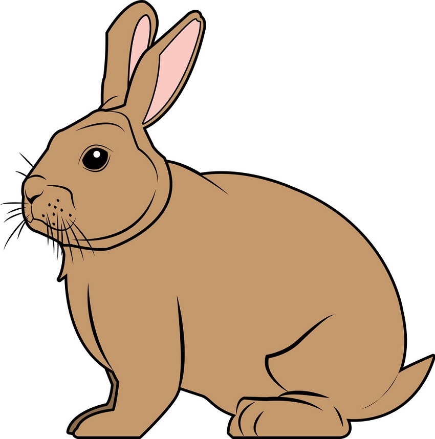 茶色の野生ウサギのイラスト イラスト
