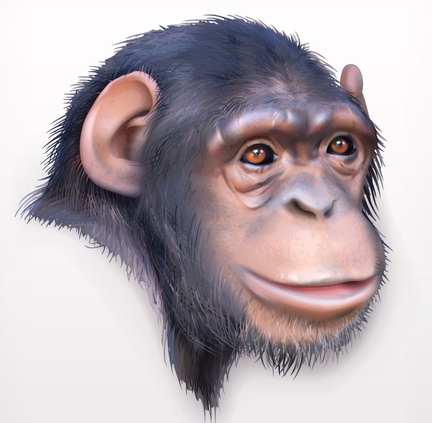 チンパンジーの頭のイラスト イラスト
