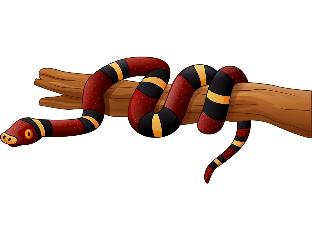 枝の上の東サンゴヘビのイラスト イラスト