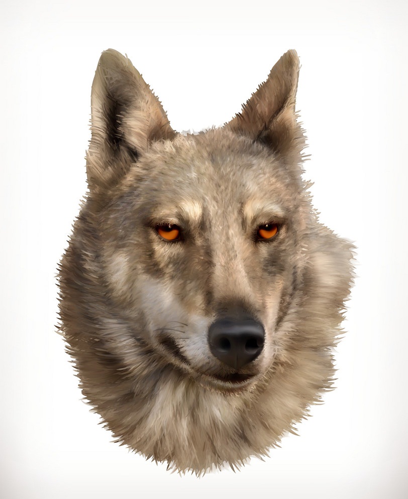 現実的なオオカミの頭のイラスト イラスト