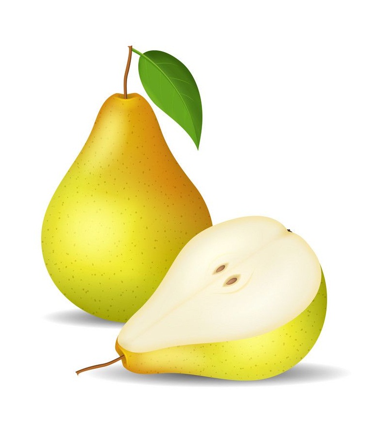 現実的な梨半をイラストします。 イラスト
