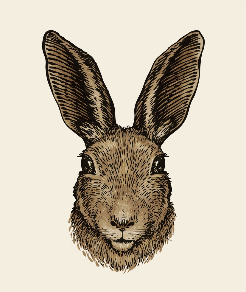 現実的なウサギの頭のイラスト イラスト