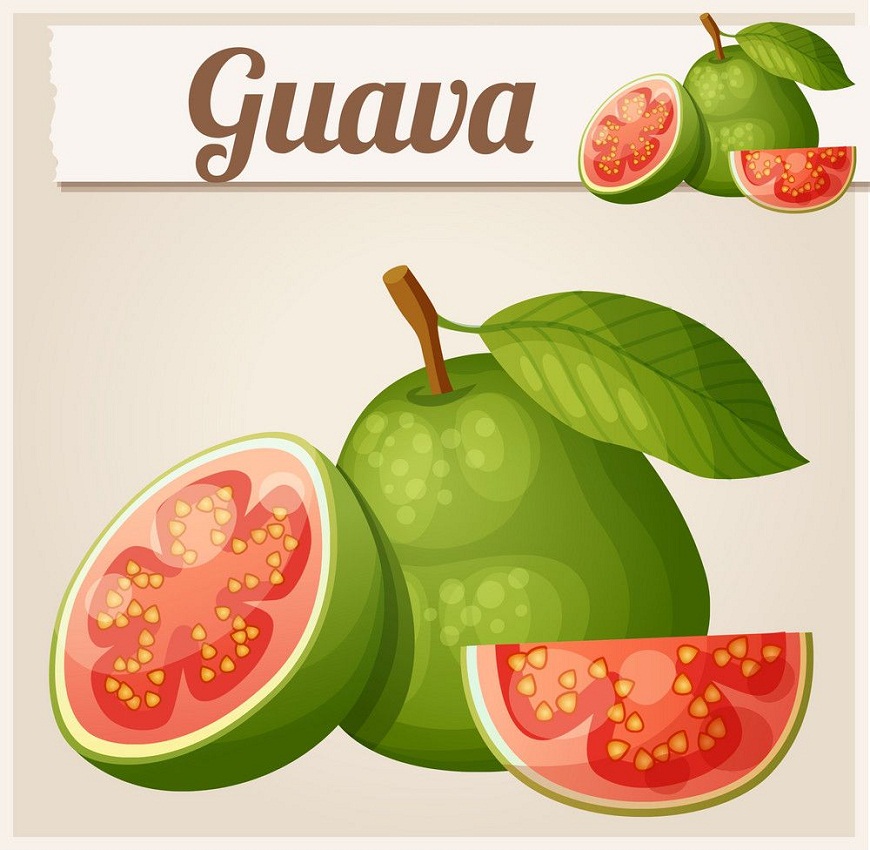 グアバの果実のイラスト