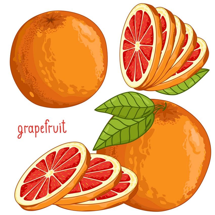 グレープフルーツのイラスト