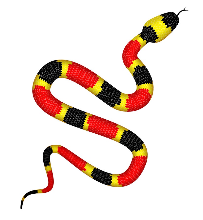 ヒガシサンゴヘビのイラスト イラスト