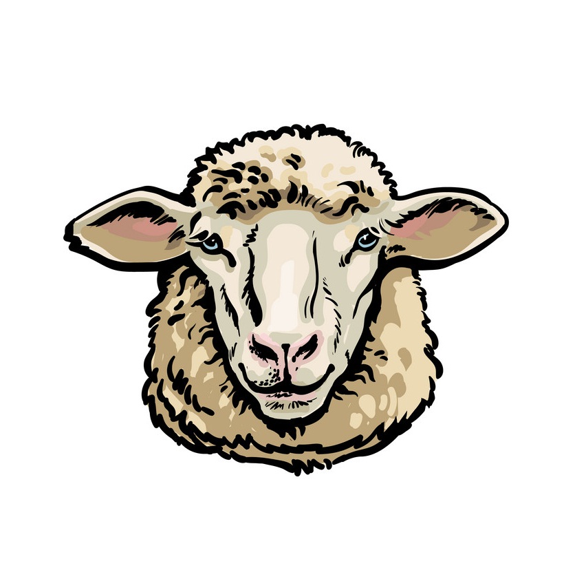 羊の頭のスケッチイラスト イラスト
