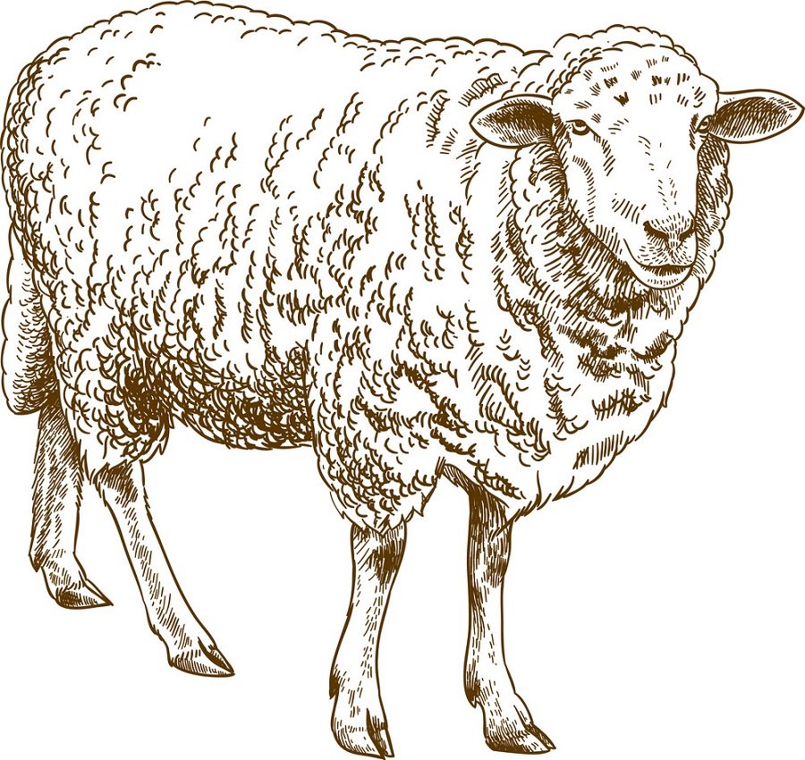 羊のイラストを彫刻 イラスト