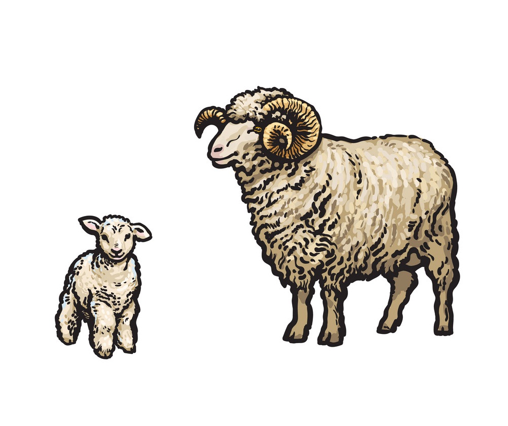 羊と子羊のイラスト イラスト